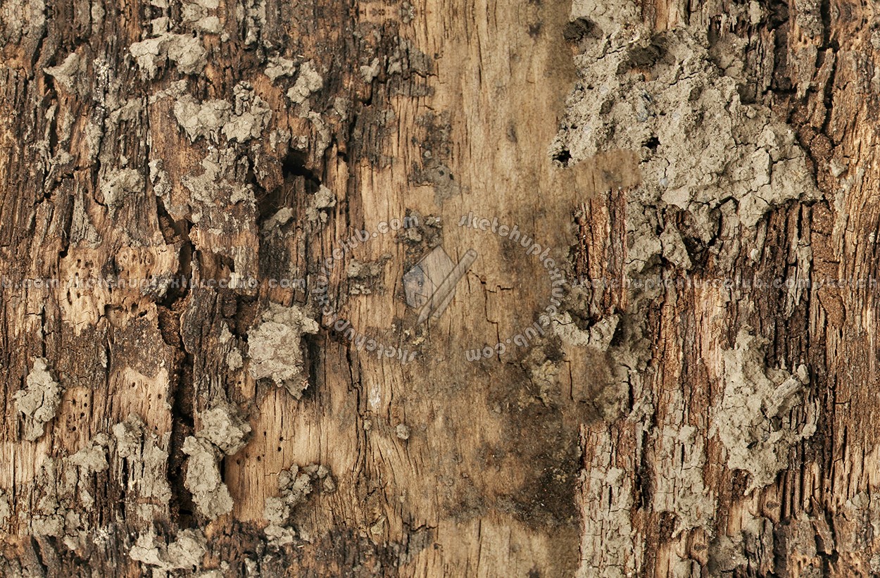 Bark texture seamless 12318