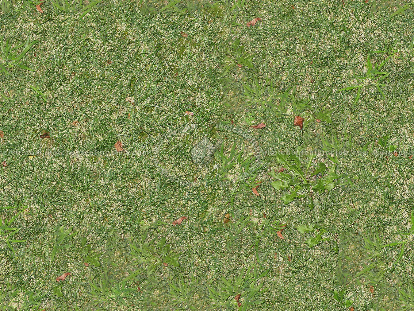 Green grass texture seamless 12980