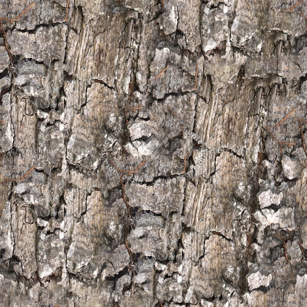Bark texture seamless 12332