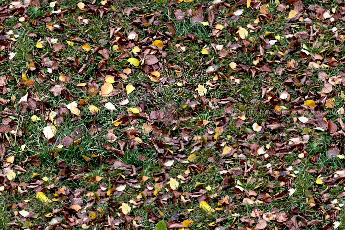 Leaves dead texture seamless 13149