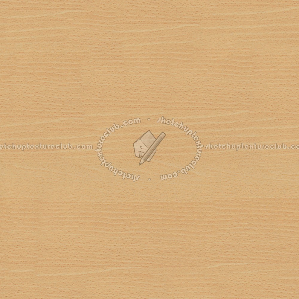 Beech light wood fine texture seamless 04358