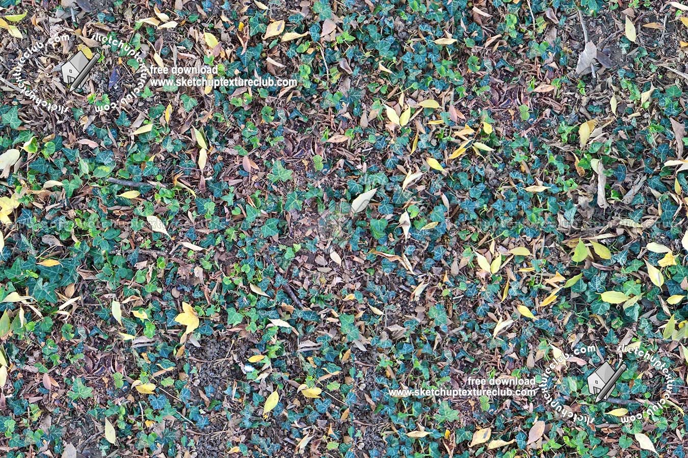 Meadow with ivy leaves texture seamless 19669