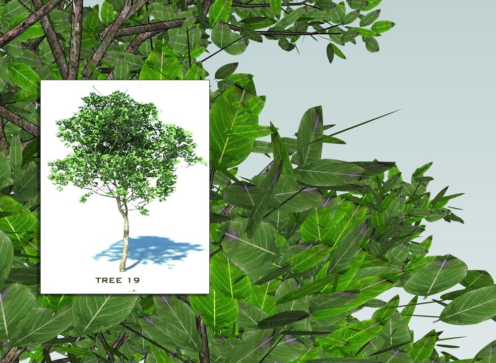 3D Sketchup trees collection 3