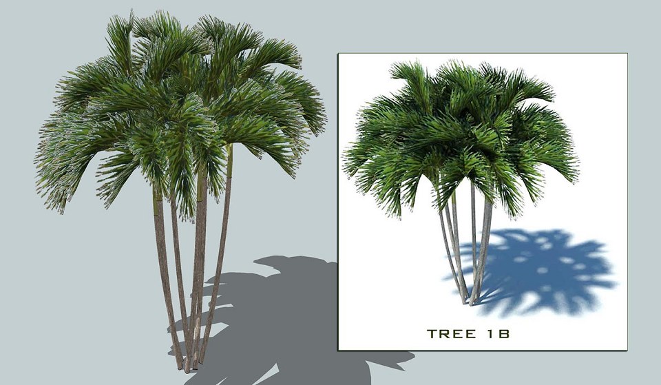 9 PALMS 3D COLLECTION | sketchup palms collection