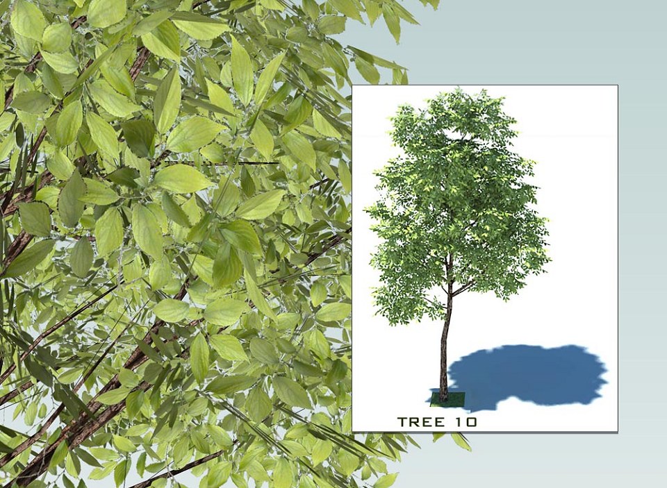 SKETCHUP 3D TREES COLLECTION 2 | 3d sketchup trees collection 2