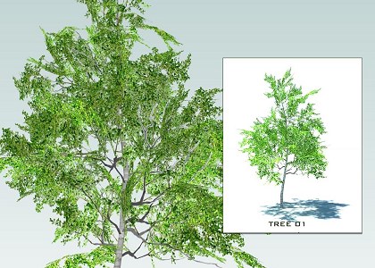 SKETCHUP 3D  TREES collection 1