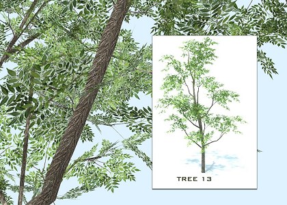 SKETCHUP 3D TREES COLLECTION 2