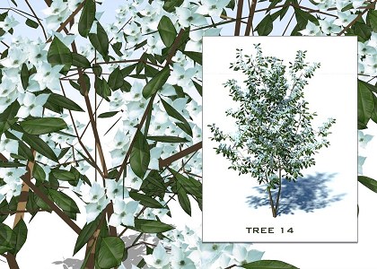 SKETCHUP 3D TREES COLLECTION 2