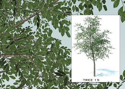 SKETCHUP 3D TREES COLLECTION 2