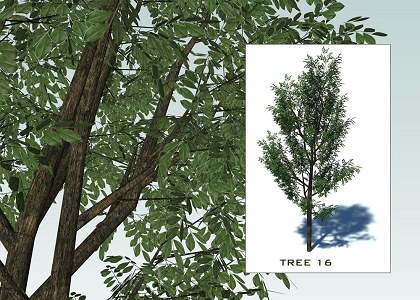 SKETCHUP 3D TREES COLLECTION 2