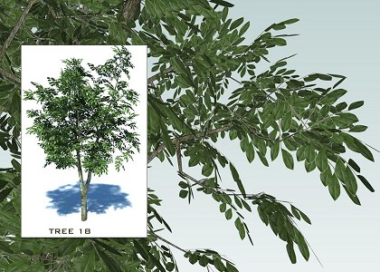 SKETCHUP 3D TREES COLLECTION 2