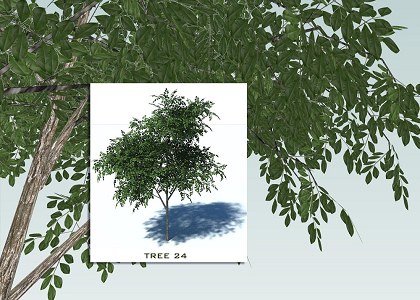 SKETCHUP 3D TREES COLLECTION 3