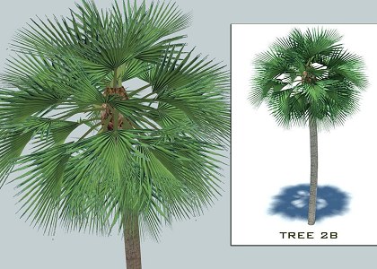 9 PALMS 3D COLLECTION | sketchup palms collection