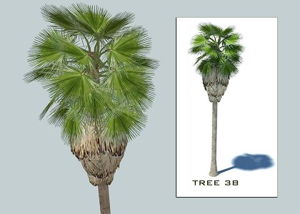 9 PALMS 3D COLLECTION | sketchup palms collection