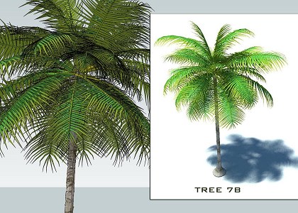 9 PALMS 3D COLLECTION | sketchup palms collection