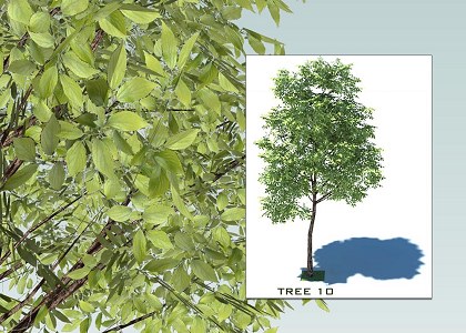 SKETCHUP 3D TREES COLLECTION 2