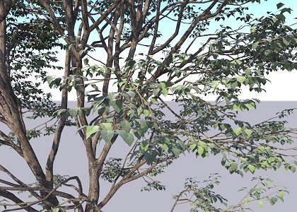 Treehouse | Tree Proxy Design & Visualization by Thilina Liyanage