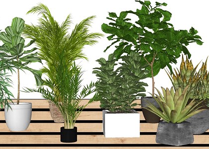 10 SketchUp 3D plants in pots - collection #1