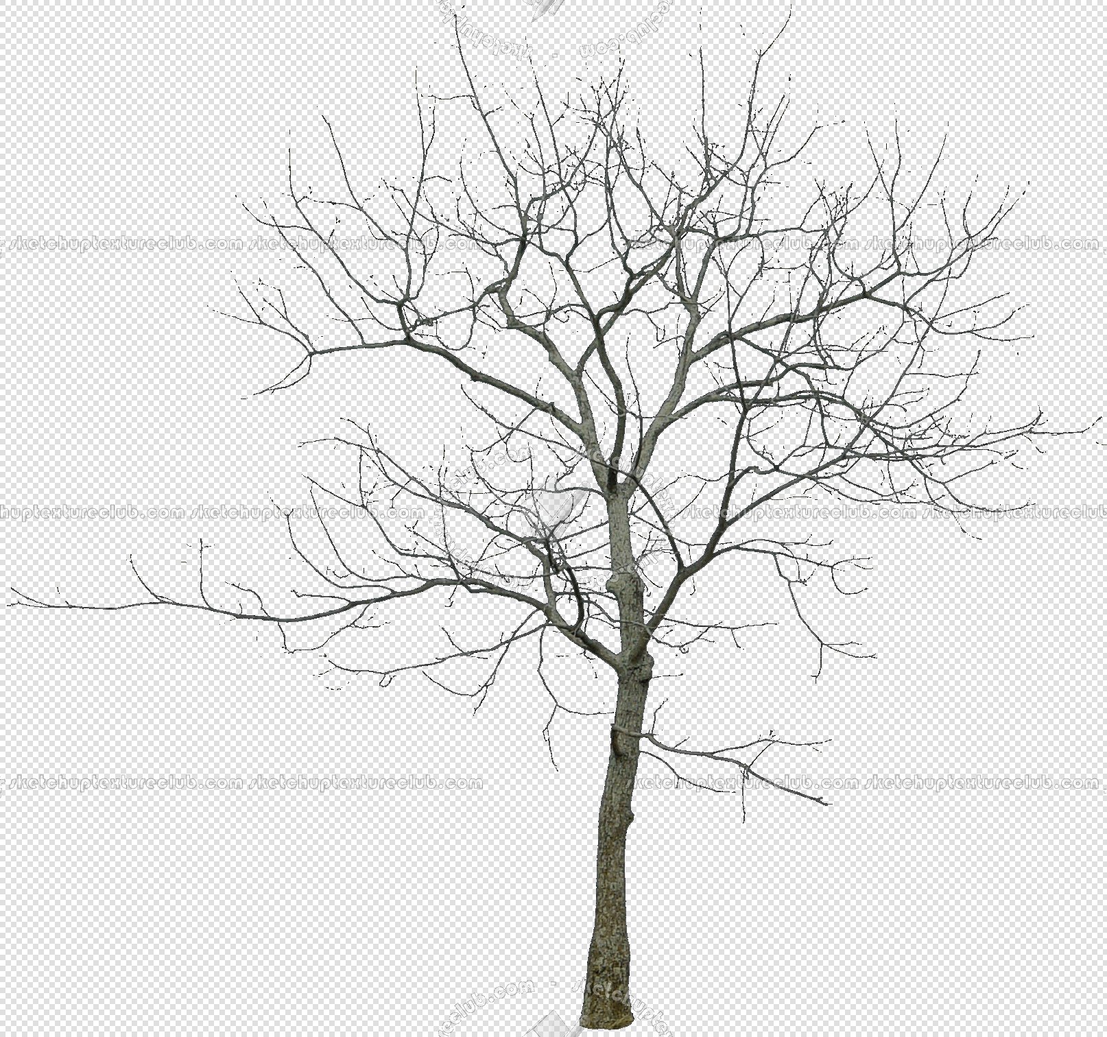 Packs - CUT OUT - Vegetation - Trees - CUT OUT WINTER TREES PACK 1 00036