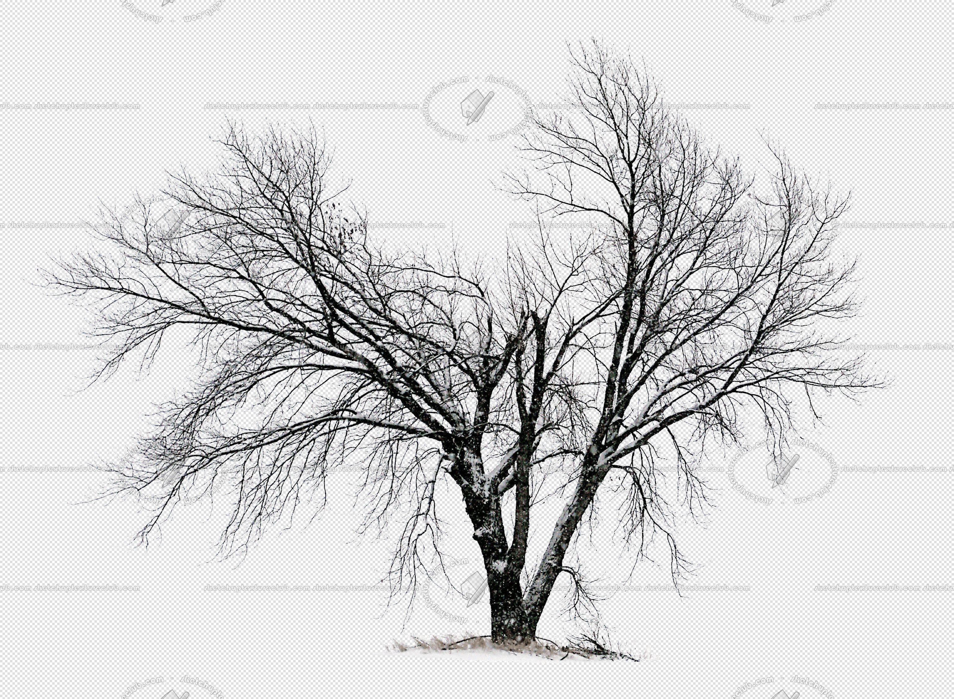 CUT OUT WINTER TREES PACK 2 00039 - 27 - cut out winter tree px 3072x2254