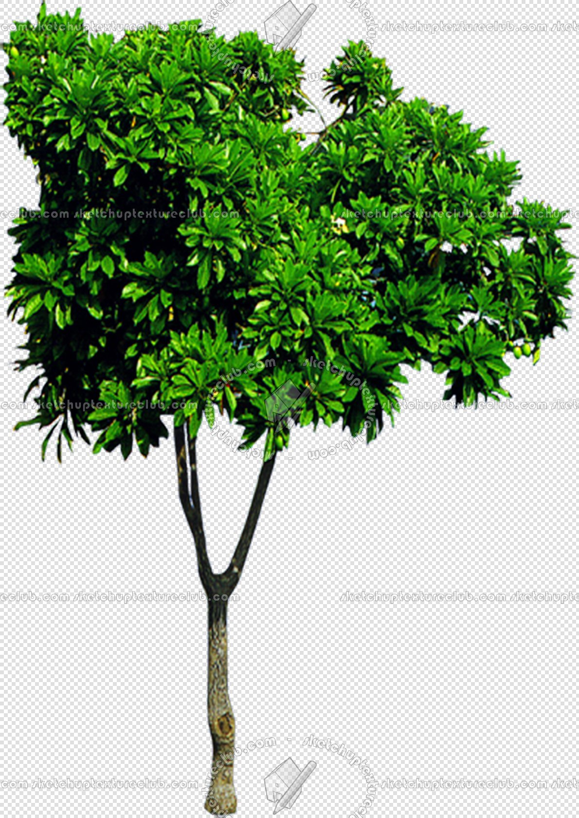 CUT OUT TREES PACKAGE 1 00011 - px 1190x1679