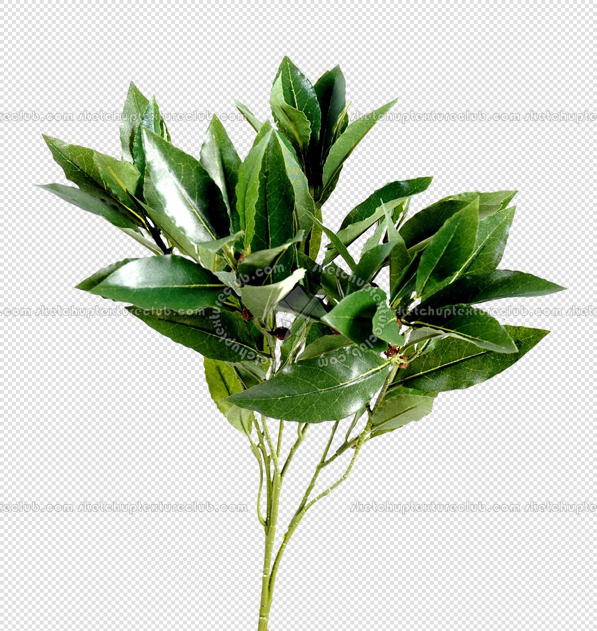 CUT OUT TREES PACKAGE 1 00011 - px 1200x1269