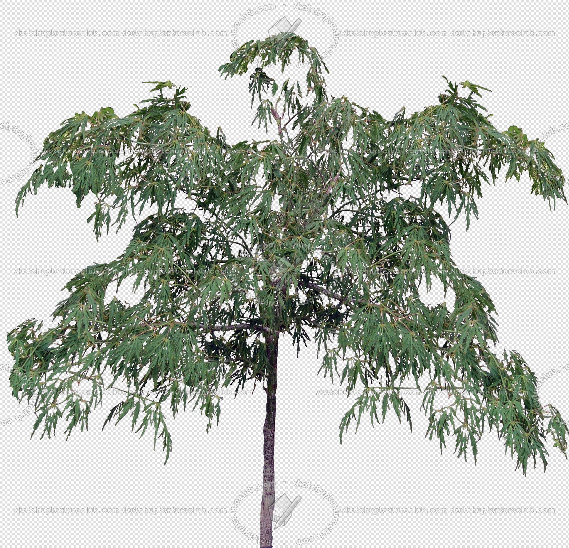 CUT OUT TREES PACKAGE 1 00011 - px 1851x1785