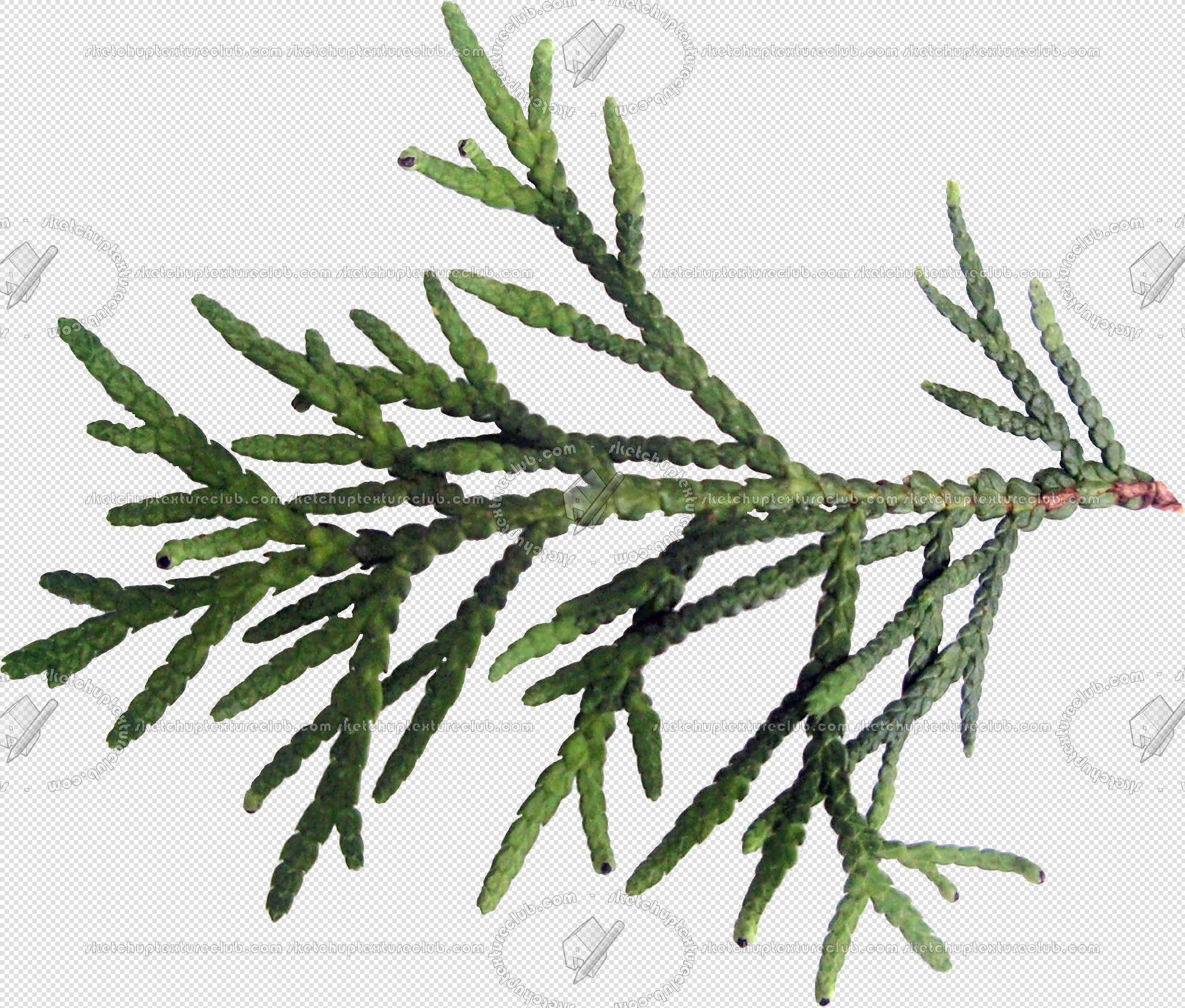 CUT OUT TREES PACKAGE 1 00011 - px 2054x1747