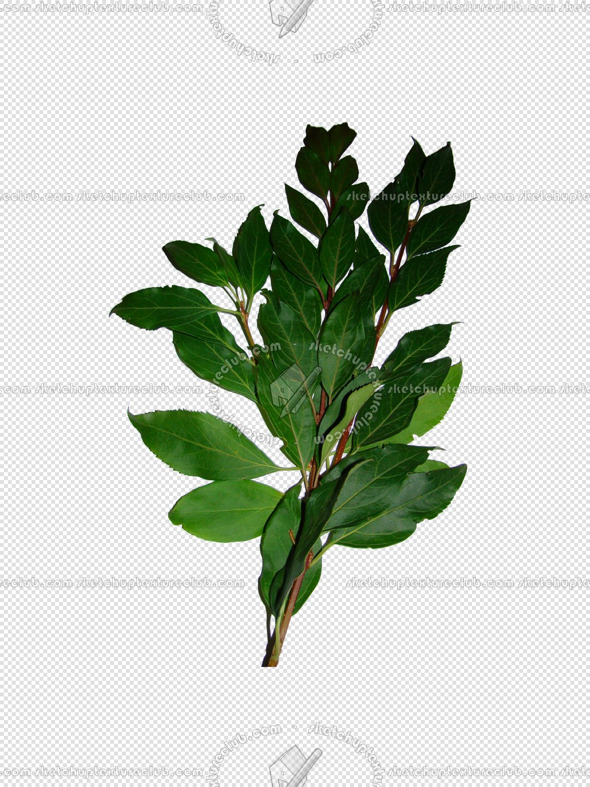 CUT OUT TREES PACKAGE 1 00011 - px 1200x1600