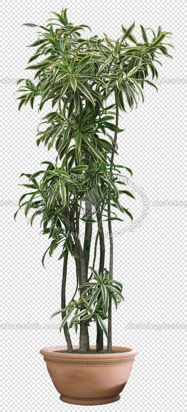 Packs CUT OUT Vegetation Pot Plants CUT OUT POT Packs CUT OUT Vegetation Pot Plants CUT OUT POT