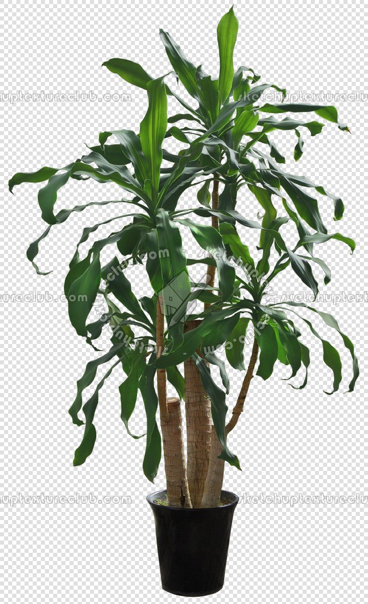 CUT OUT POT PLANTS PACK 2 00017 - pixel 720 x 1180