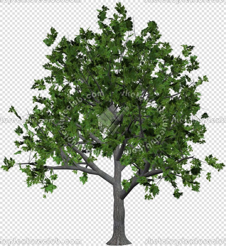 CUT OUT TREES PAKAGE 2 00012 - px 735x800