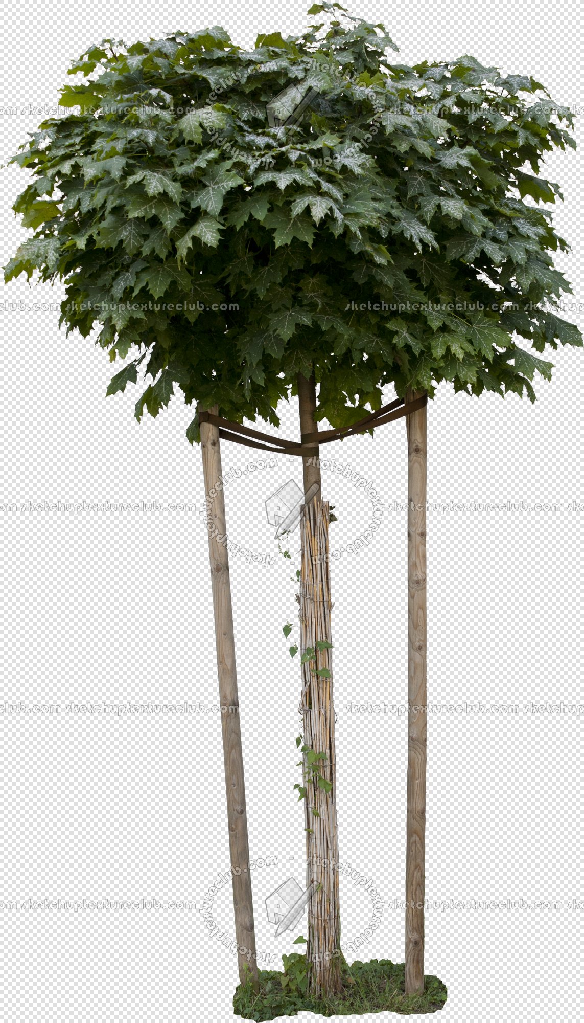 CUT OUT TREES PAKAGE 2 00012 - px 1143x2000