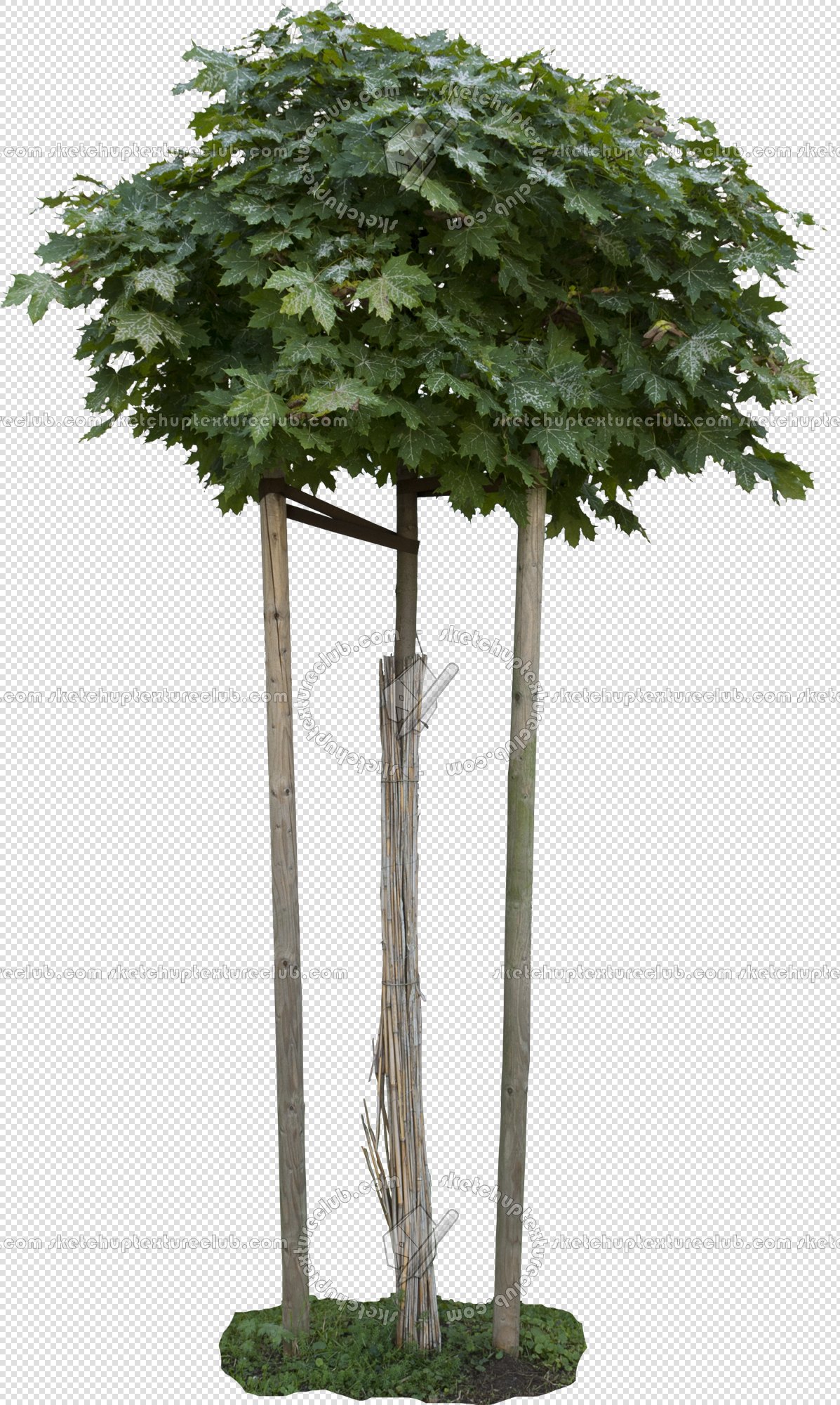 CUT OUT TREES PAKAGE 2 00012 - px 1197x2000