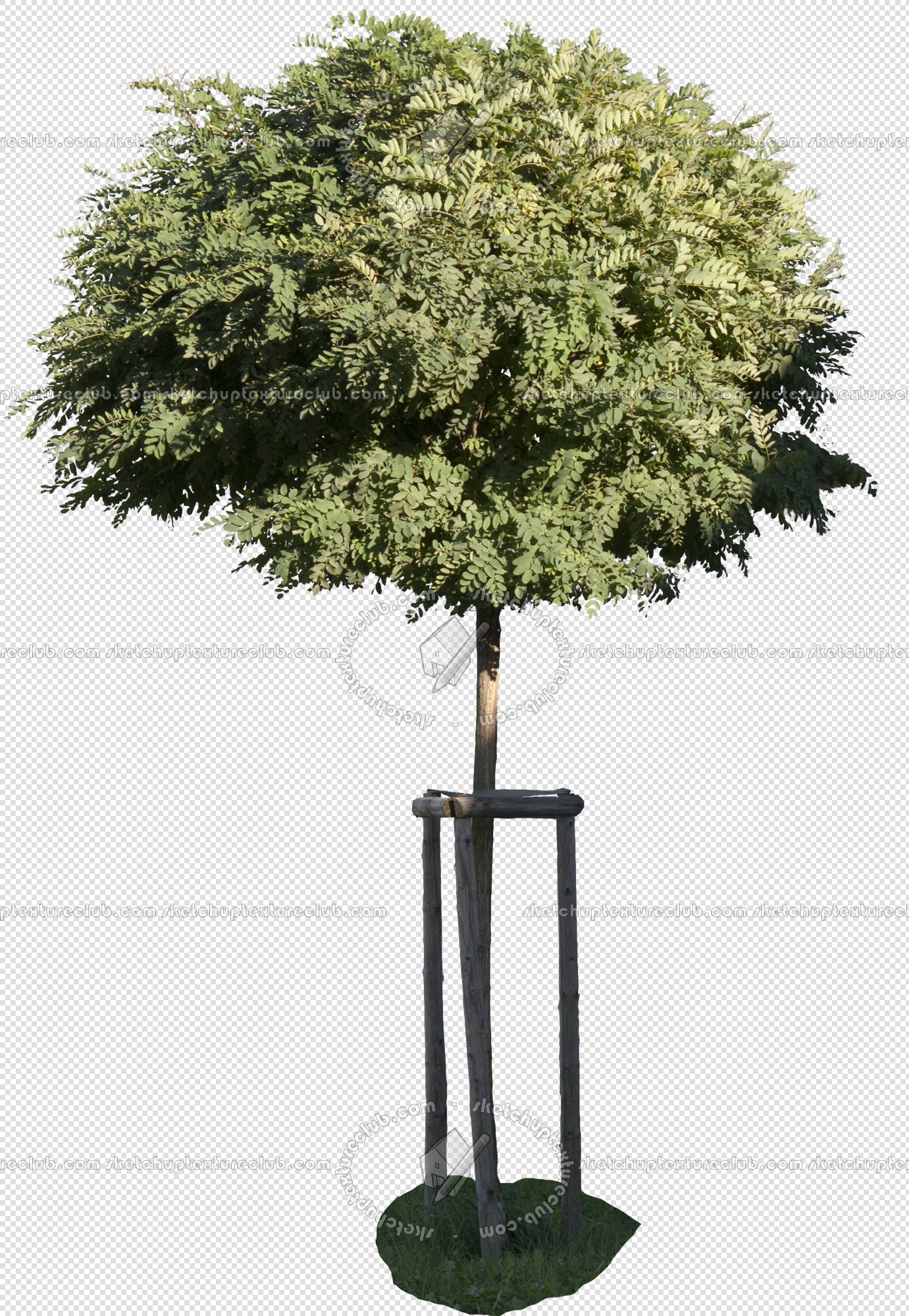 CUT OUT TREES PAKAGE 2 00012 - px 1381x2000