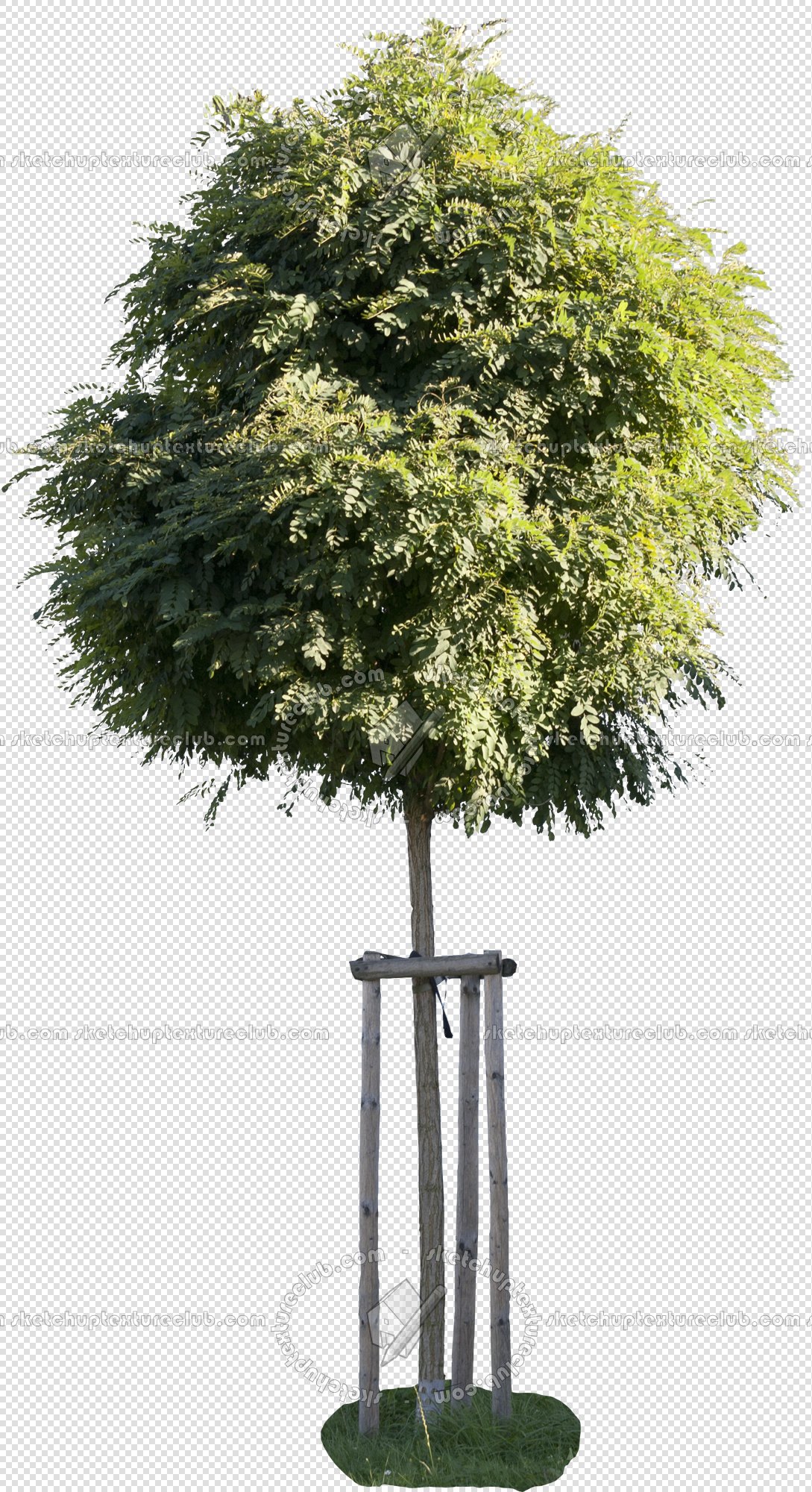 CUT OUT TREES PAKAGE 2 00012 - px 1089x2000