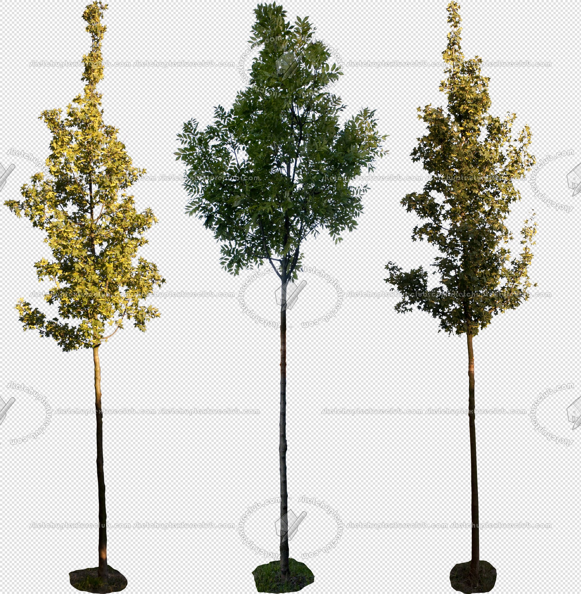 CUT OUT TREES PAKAGE 2 00012 - px 1957x2000