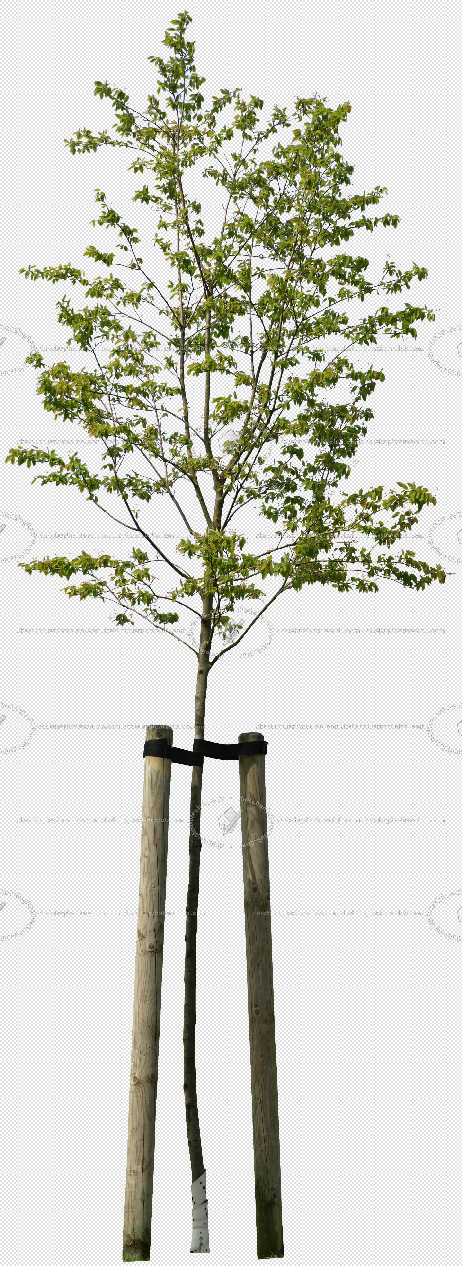 CUT OUT TREES PAKAGE 2 00012 - px 1900x5200