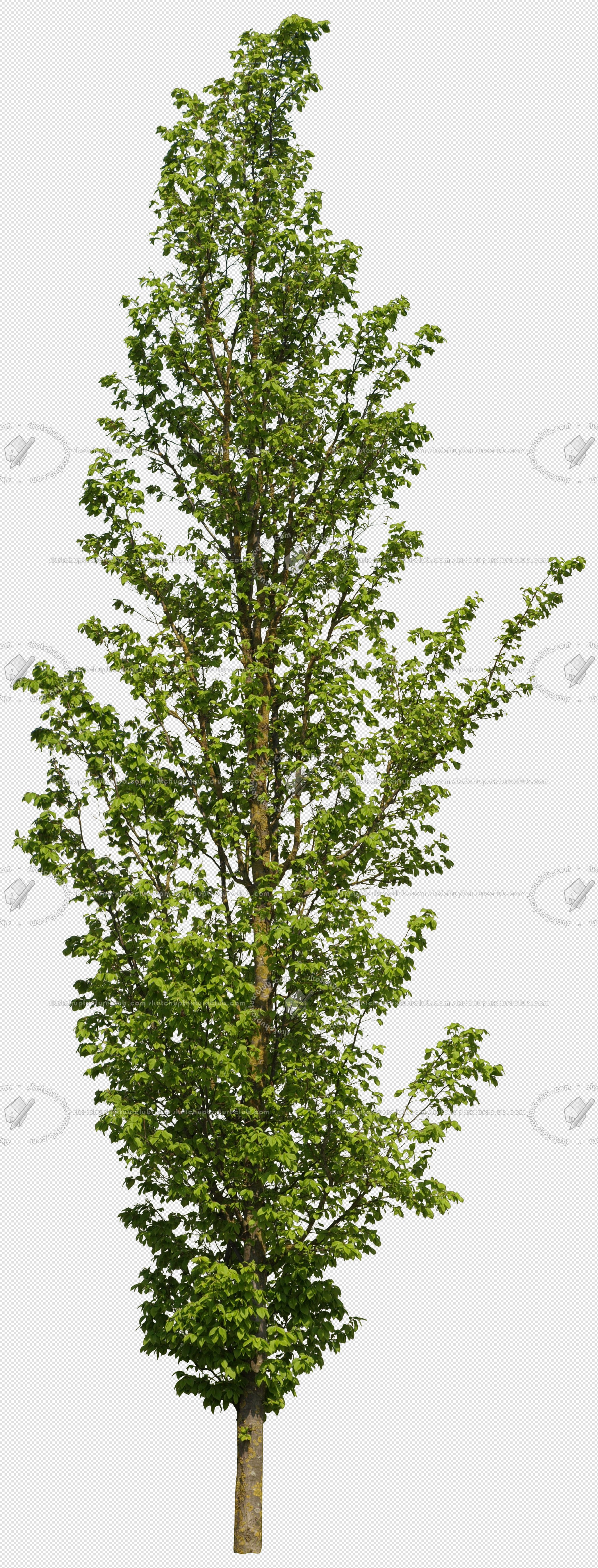 CUT OUT TREES PAKAGE 2 00012 - px 2100x5500