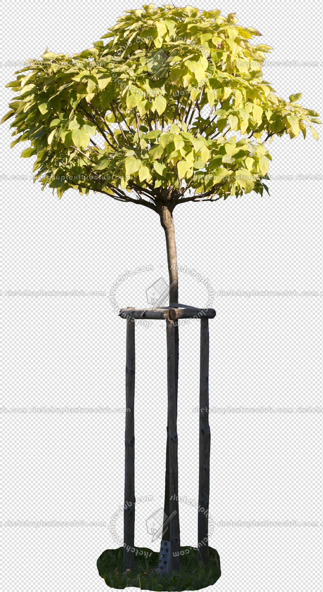 CUT OUT TREES PAKAGE 2 00012 - px 1091x2000