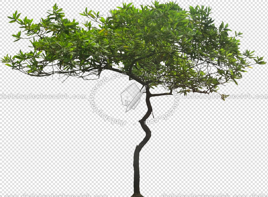 CUT OUT TREES PAKAGE 2 00012 - px 1052x775