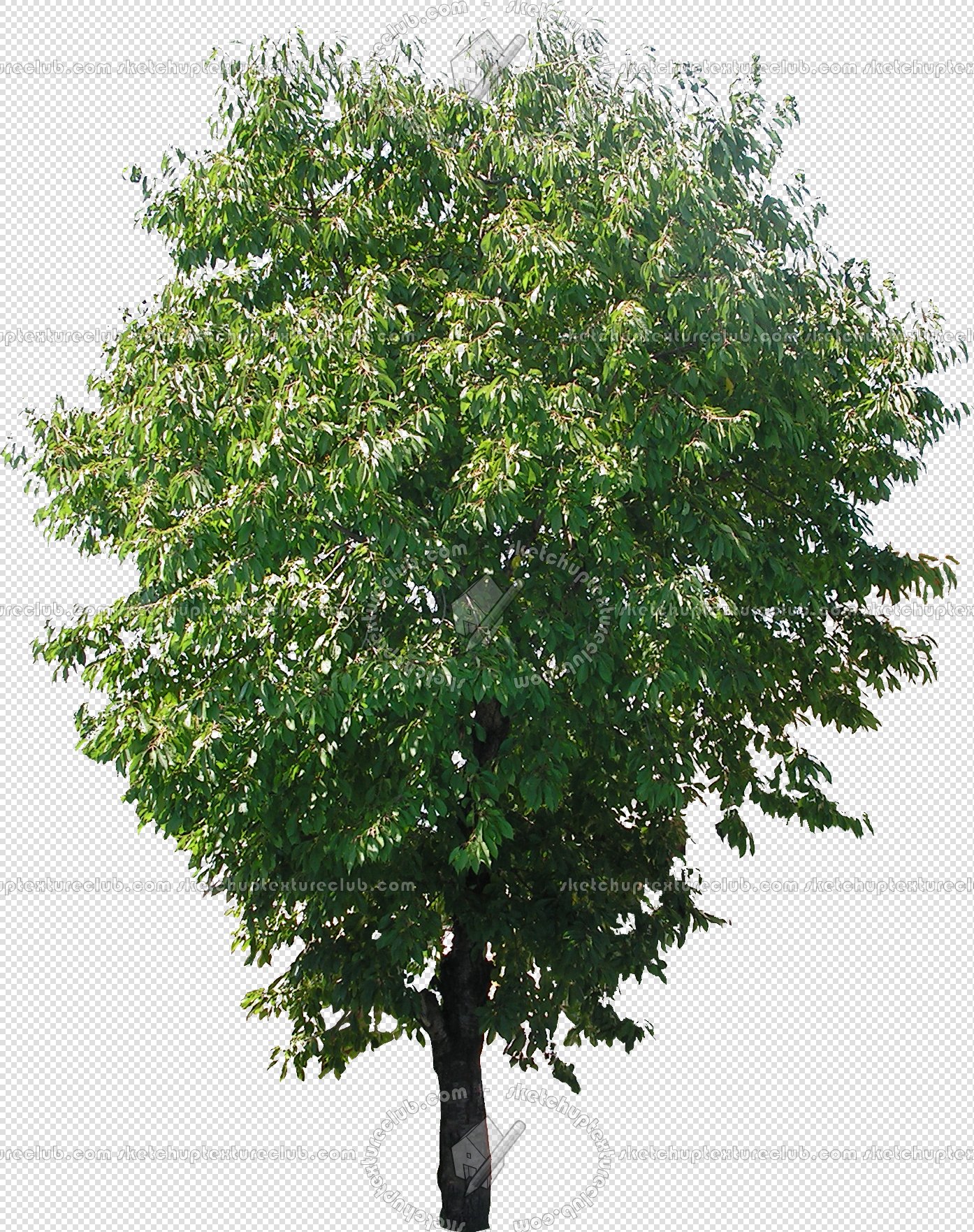 CUT OUT TREES PAKAGE 2 00012 - px 1384x1763