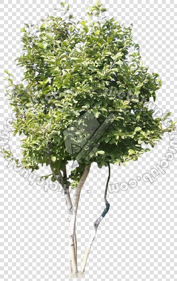 CUT OUT TREES PAKAGE 2 00012 - px 350x557