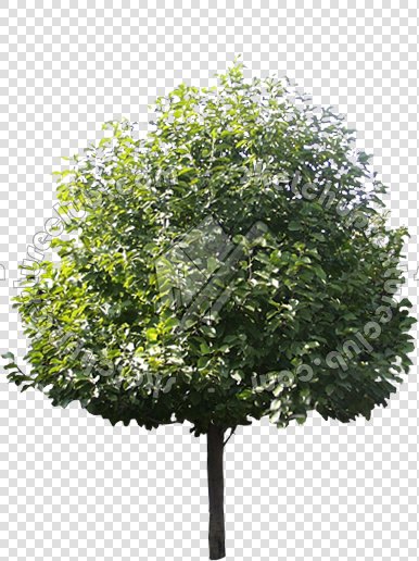 CUT OUT TREES PAKAGE 2 00012 - px 386x516