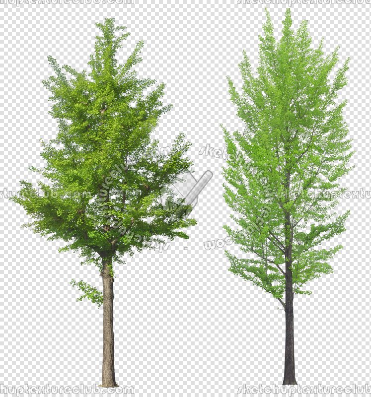 CUT OUT TREES PAKAGE 2 00012 - px 747x800