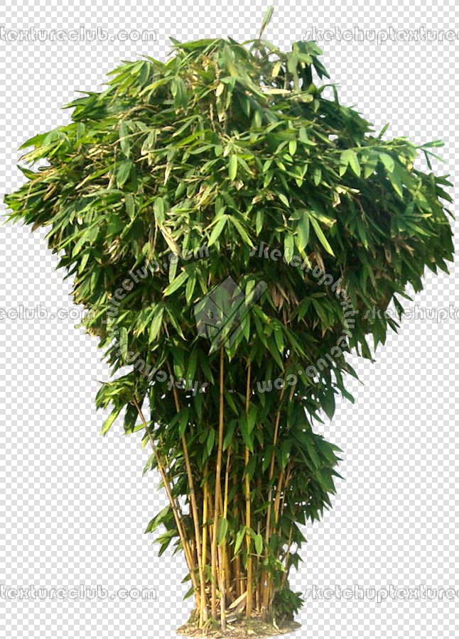 CUT OUT TREES PAKAGE 2 00012 - px 646x900