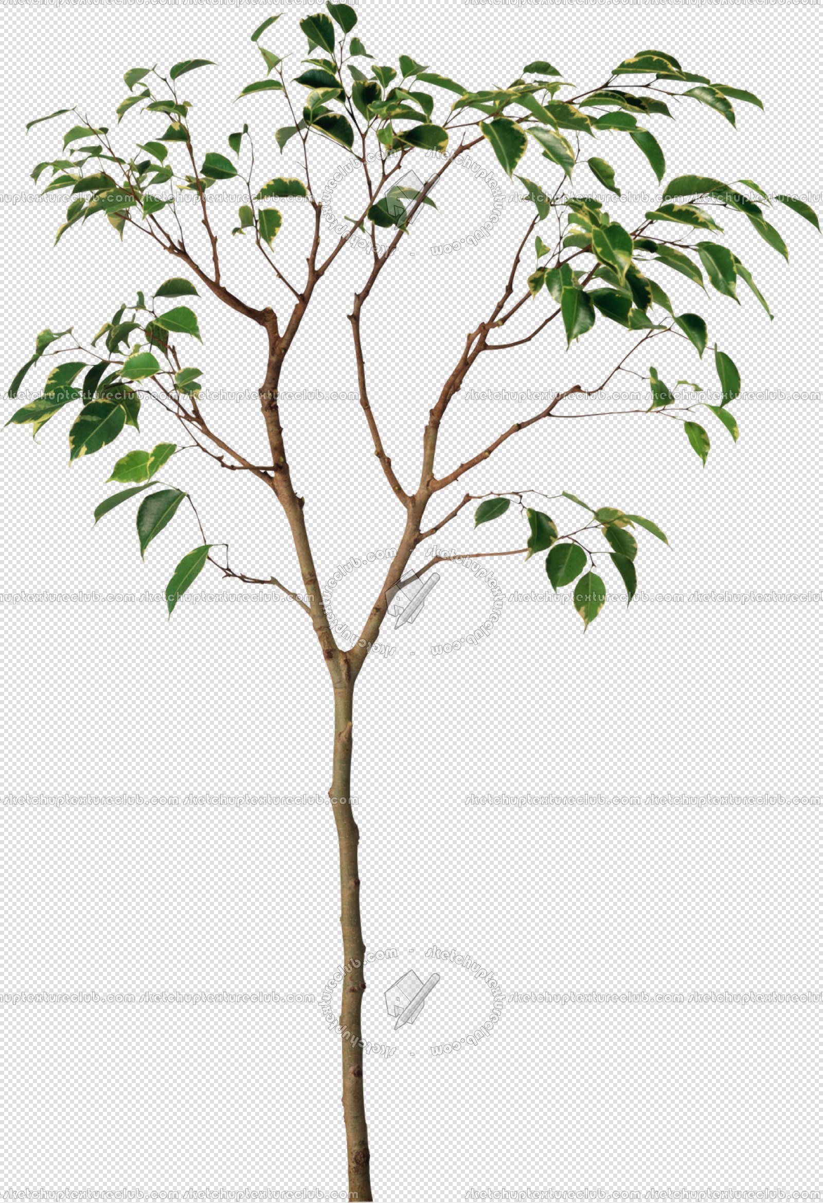 CUT OUT TREES PAKAGE 2 00012 - px 1600x2337