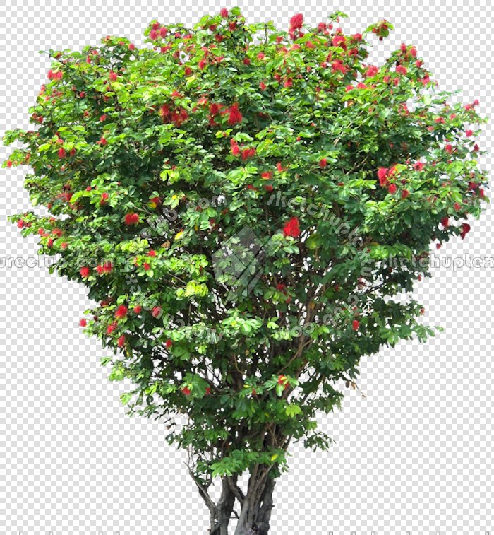 CUT OUT TREES PAKAGE 2 00012 - px 700x757