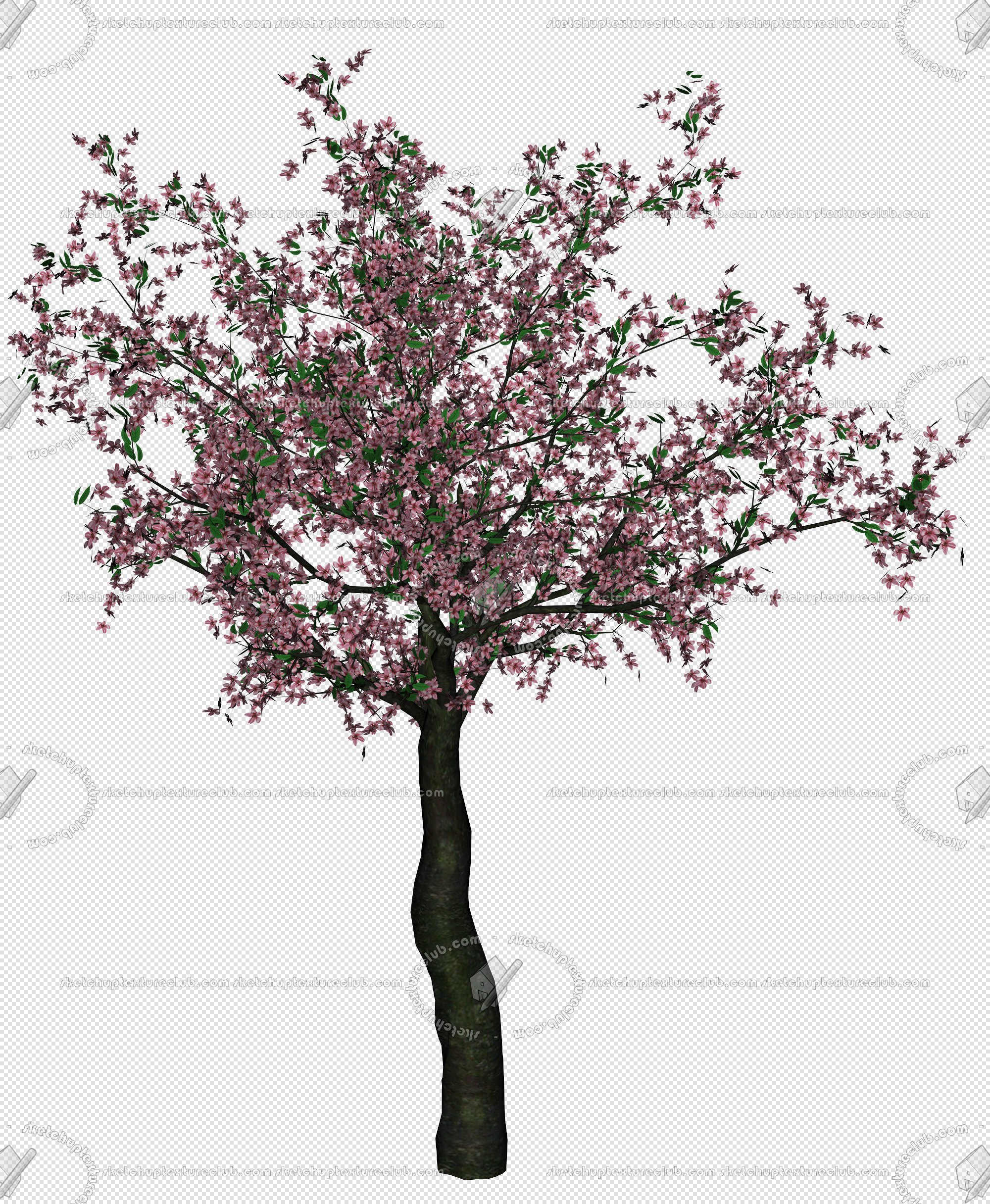 CUT OUT TREES PAKAGE 2 00012 - px 2000x2432