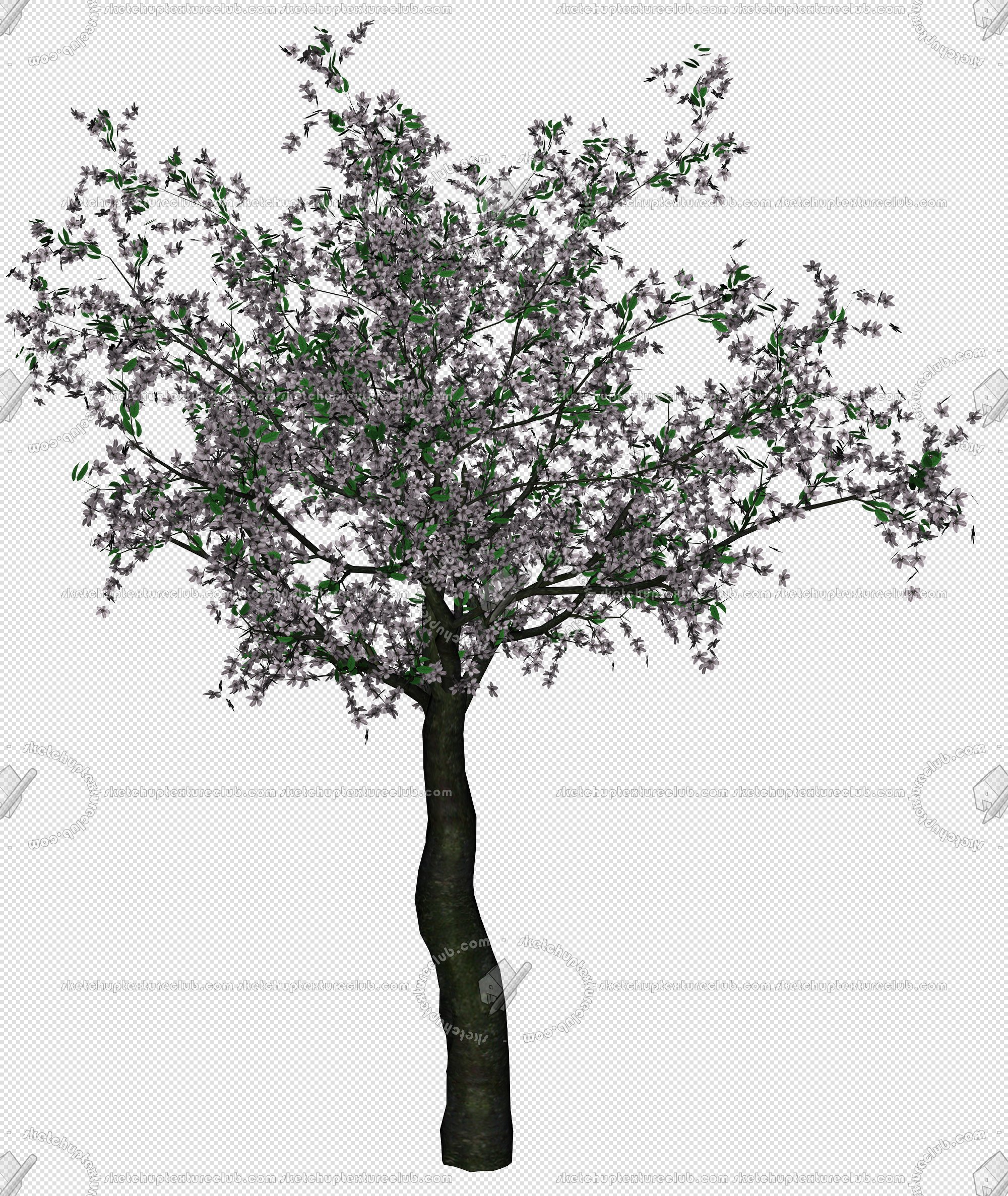 CUT OUT TREES PAKAGE 2 00012 - px 2000x2373